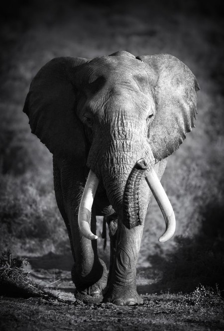 Afbeeldingen van Elephant Bull Artistic processing