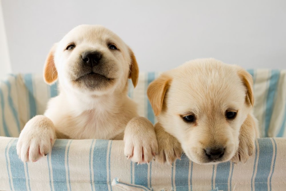 Picture of Puppies in basket - portrait of cute labrador puppies