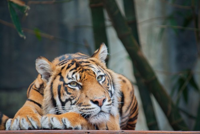 Bild på Endangered Sumatran Tiger