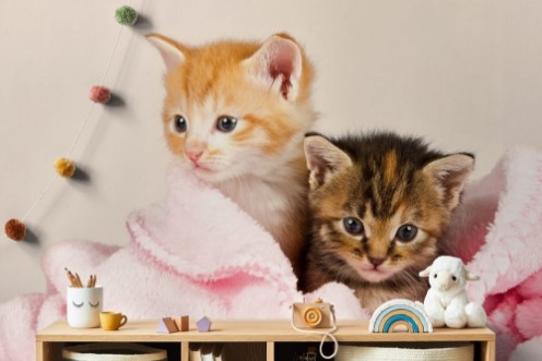 Afbeeldingen van Two kittens in a pink blanket