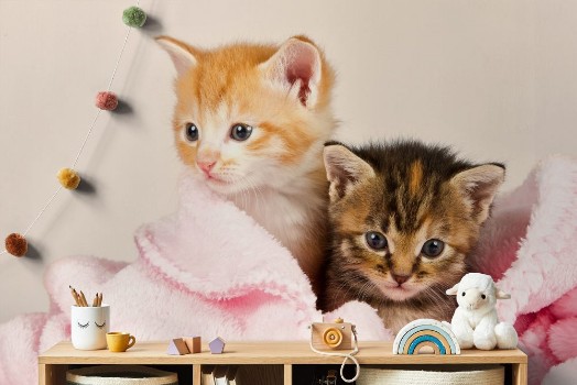 Picture of Two kittens in a pink blanket