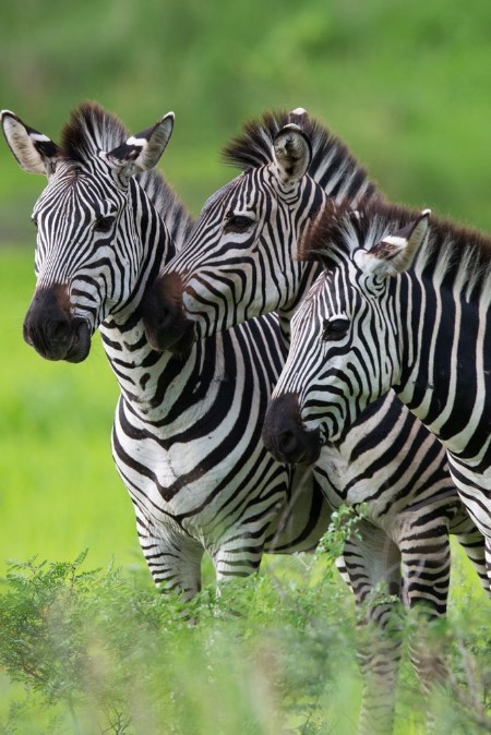 Afbeeldingen van Zebras together