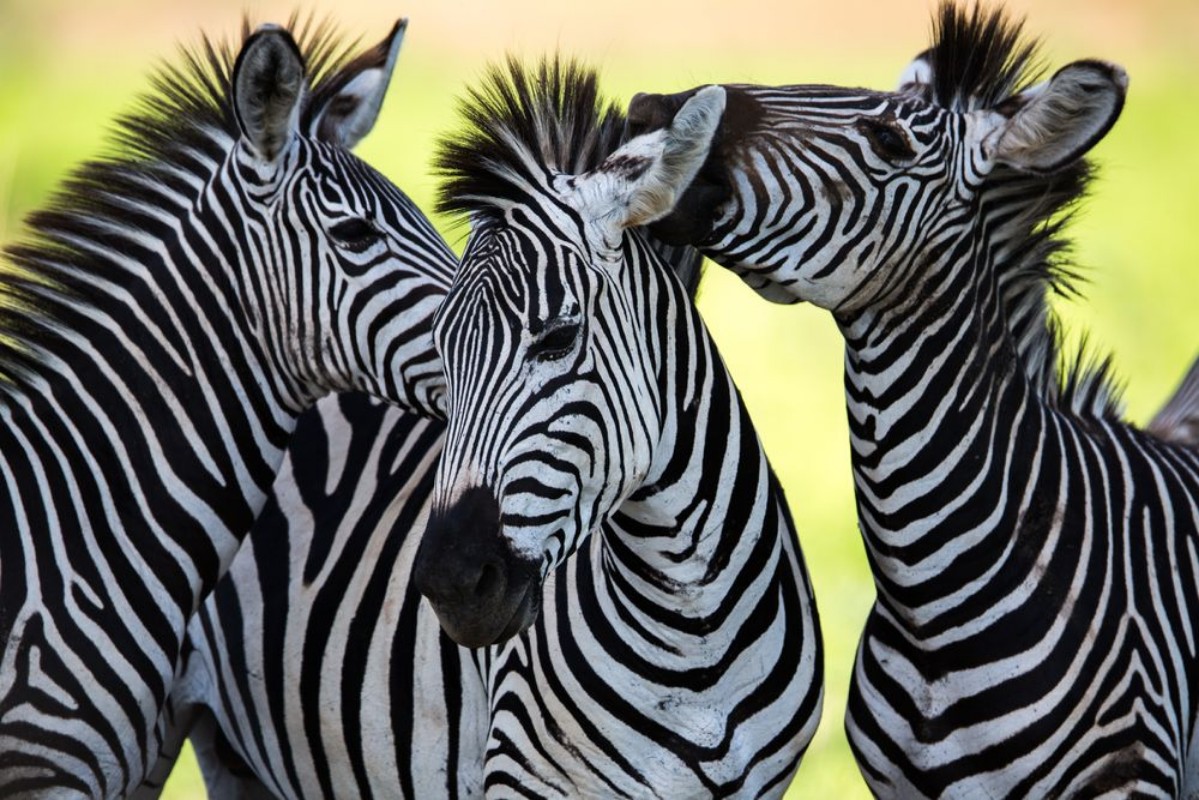 Afbeeldingen van Zebras kissing and huddling