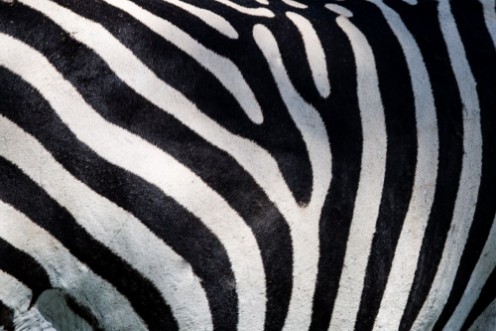 Picture of Zebra pattern