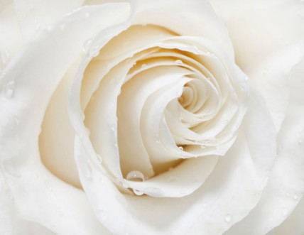 Picture of White rose