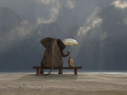 Afbeeldingen van Elephant and dog sit under the rain