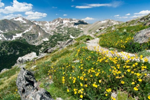 Afbeeldingen van Hiking Trail Through Flowers of Colorado Mountains