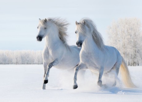 Image de Two white horses gallop on snow field