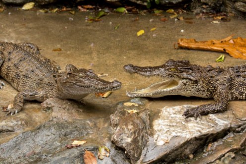 Afbeeldingen van Closeup big crocodiles in crocodiles farm