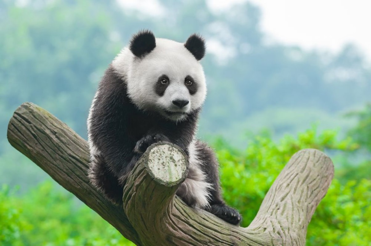 Image de Giant panda bear climbing in tree