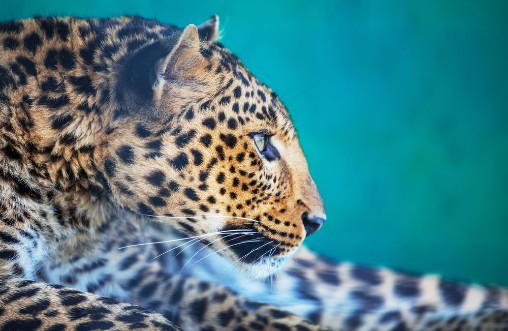 Afbeeldingen van Leopard