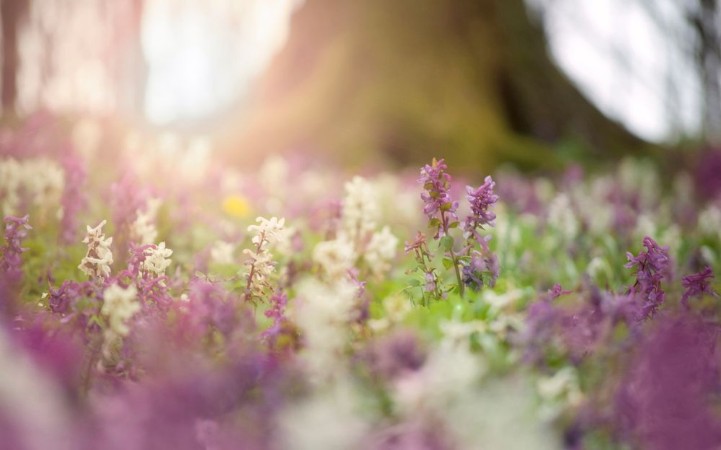 Picture of Spring flowers in a colorful forest at sunset