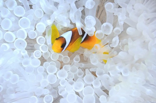Image de Anemonefish in bleached sea anemone