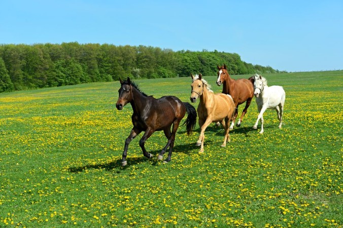 Picture of Horse