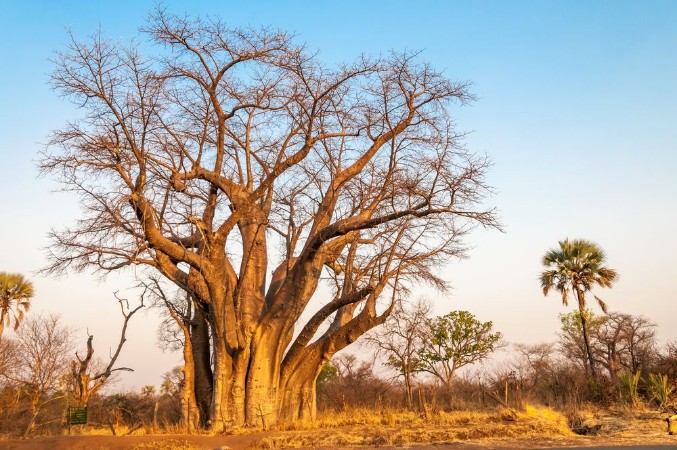 Picture of Livingstones Tree
