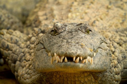 Afbeeldingen van Head of crocodile in closeup