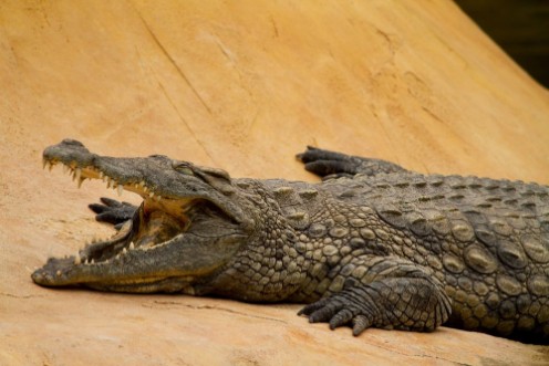 Afbeeldingen van Crocodile is cooling down with mouth open