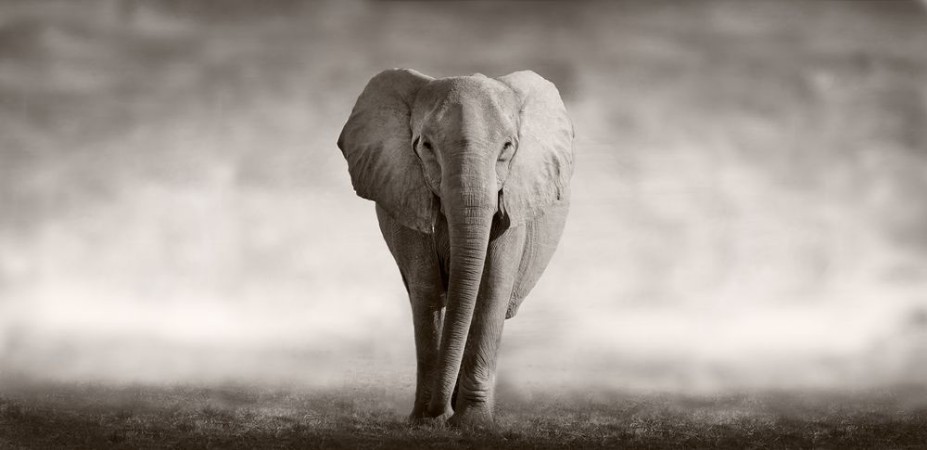 Afbeeldingen van Elephant