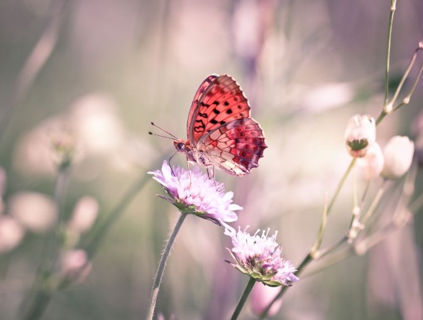 Bild på Butterfly on the wildflower