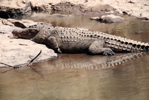 Afbeeldingen van Crocodile 