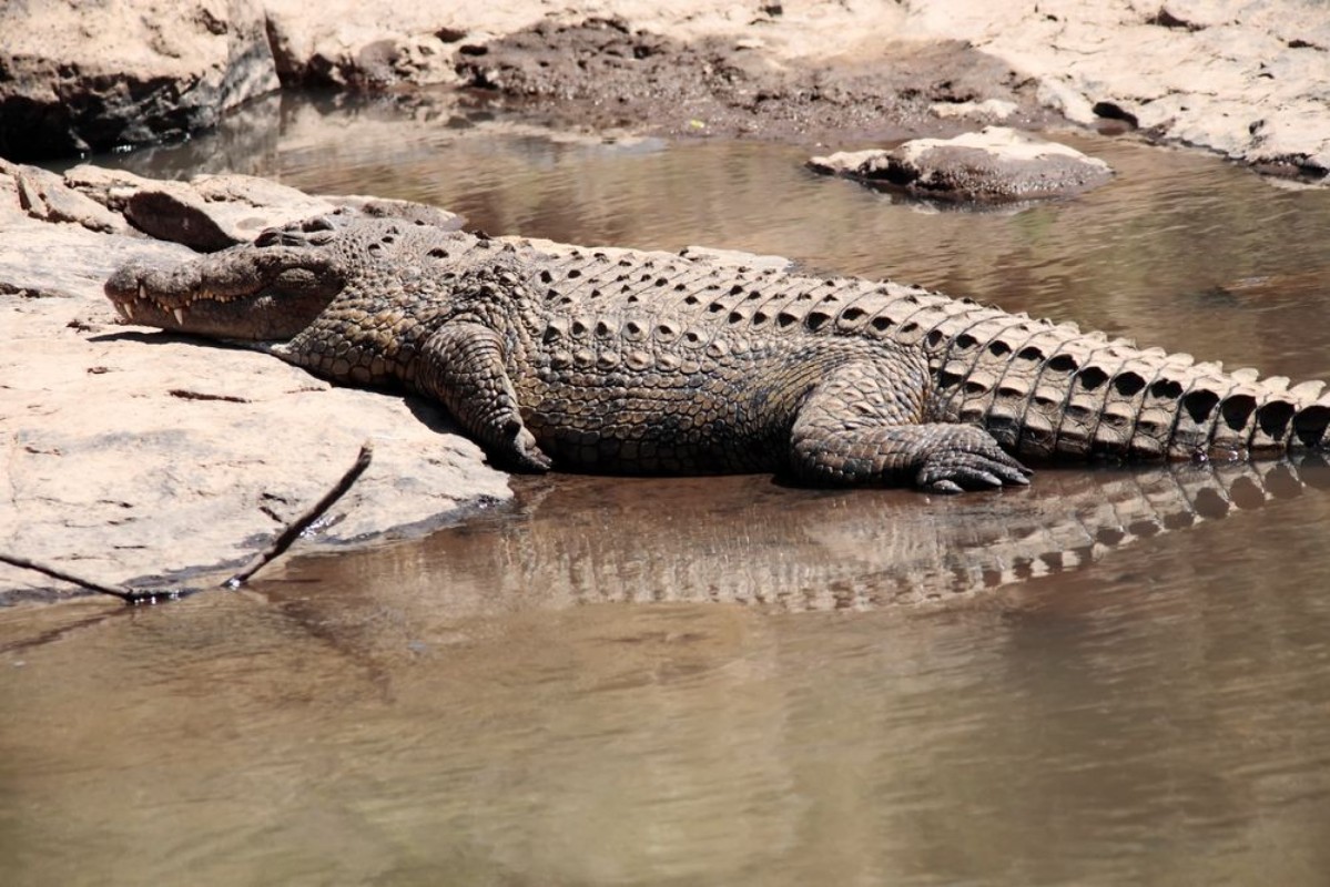 Afbeeldingen van Crocodile 