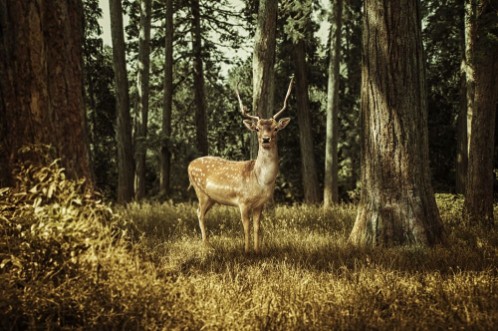 Afbeeldingen van Deer