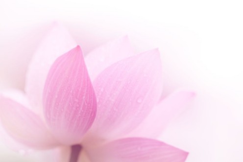 Picture of Closeup on lotus petal