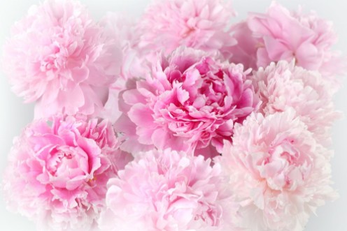 Afbeeldingen van Floral background of pink peonies varieties Albert Kruss