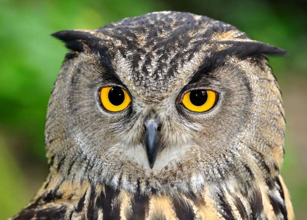 Picture of Eagle Owl Bubo bubo