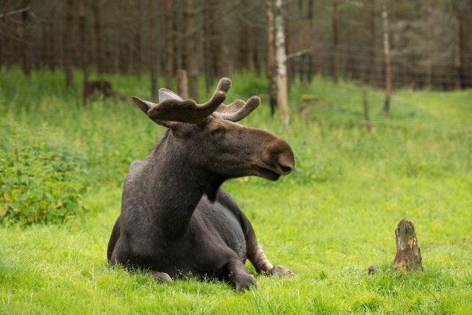 Bild på Elk in the woods