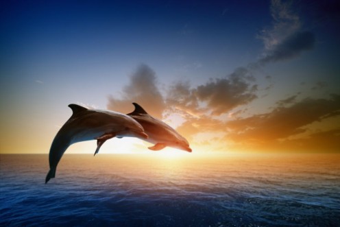 Picture of Dolphins jumping