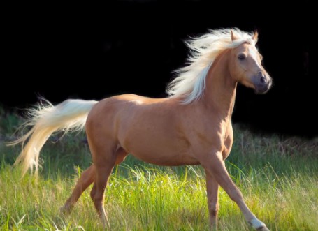 Bild på Galoping palomino welsh pony at black background