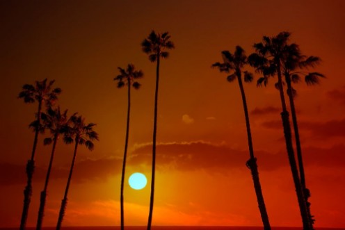 Afbeeldingen van California high palm trees sunset sky silohuette