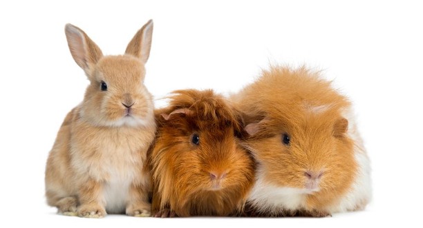 Dwarf rabbit and Guinea Pigs isolated on white photowallpaper Scandiwall