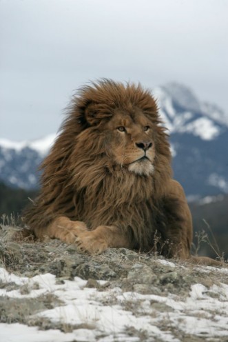 Picture of Barbary lion Panthera leo leo