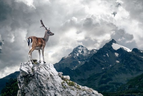 Picture of Lonely Deer