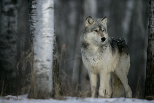Picture of Grey wolf Canis lupus