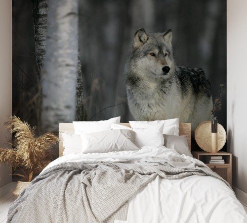 Bild på Grey wolf Canis lupus