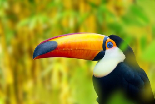 Picture of Colorful Toucan Bird