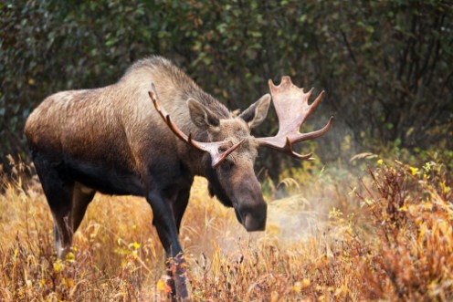 Picture of Moose Bull blowing some Steam Male Alaska USA