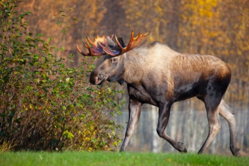 Afbeeldingen van Moose Bull Walking Male Alaska USA