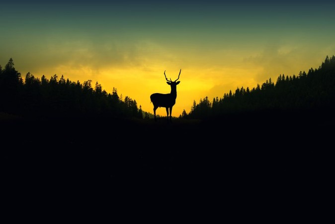 Bild på Deer