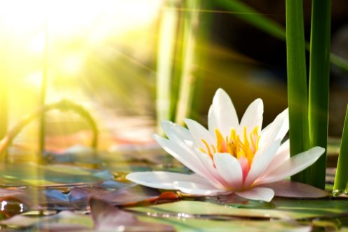 Picture of Lotus flower