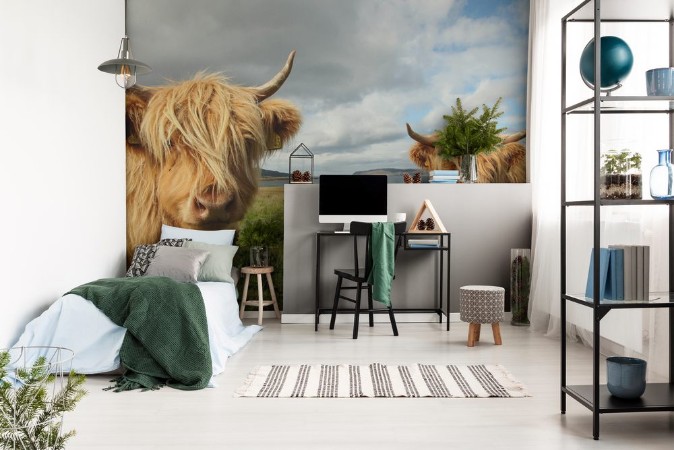 Image de Close up of scottish highland cow in field