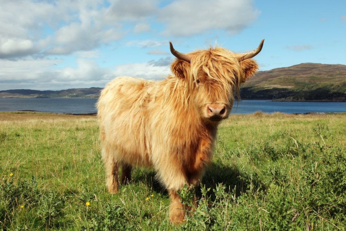 Afbeeldingen van Close up of scottish highland cow in field