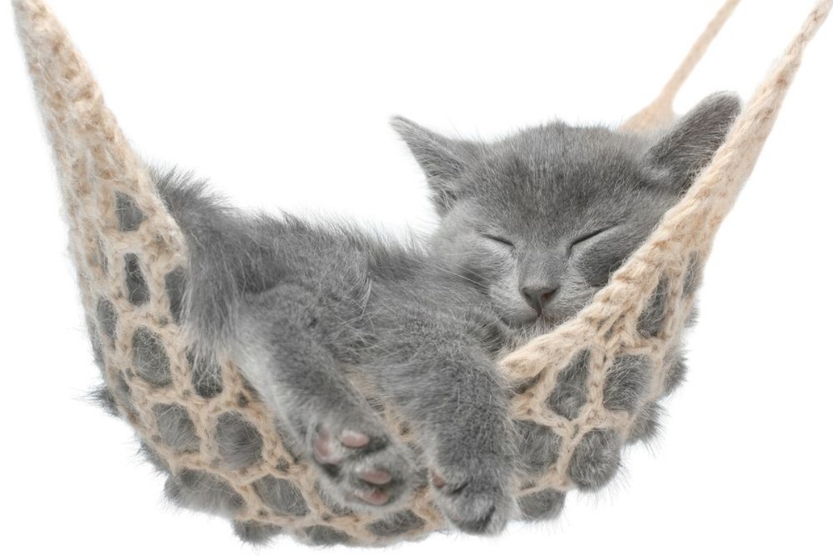 Afbeeldingen van Cute gray kitten lying in hammock