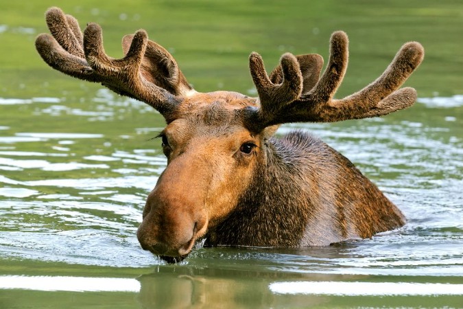 Afbeeldingen van The elk in their natural habitat
