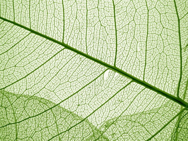 Picture of Green leaf texture