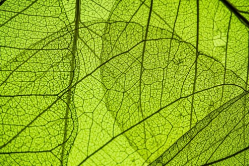 Picture of Green leaf texture - in detail
