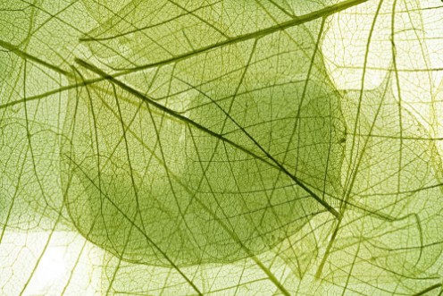 Bild på Leaves background
